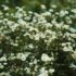 Feverfew herb plant - Keijiro Takahashi