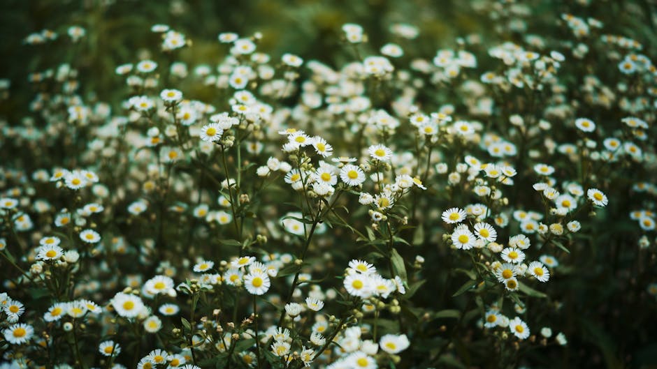 La hierba que cura el dolor de cabeza