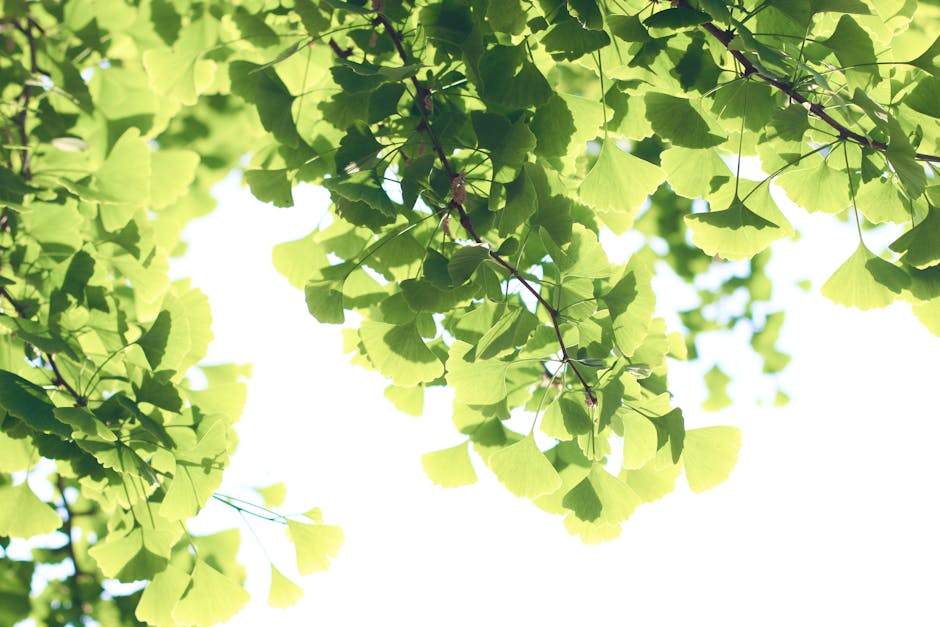 Ginkgo biloba plant - Amelia Cui