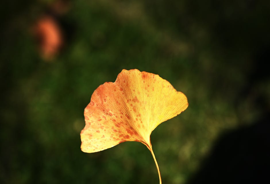 Ginkgo biloba plant - SunLi S