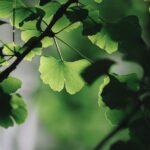 Ginkgo biloba plant - Leon Huang