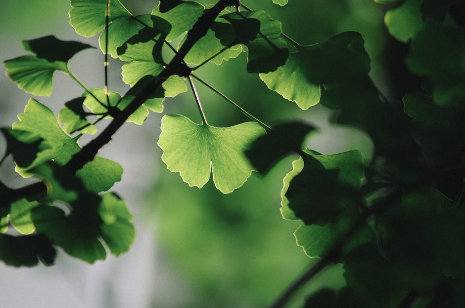 Ginkgo biloba plant - Leon Huang