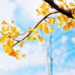 ginkgo biloba tree - Haugenzhays Zhang