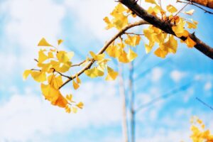 El milagro curativo del ginkgo biloba