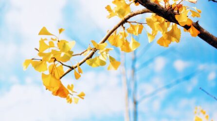El milagro curativo del ginkgo biloba