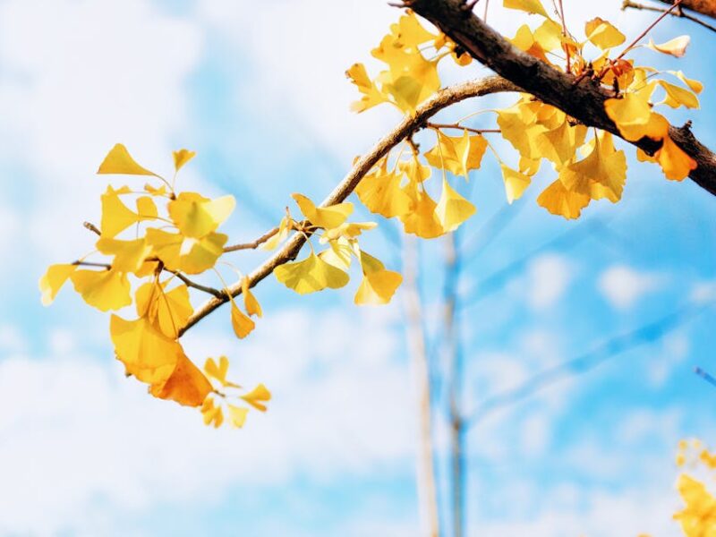 El milagro curativo del ginkgo biloba