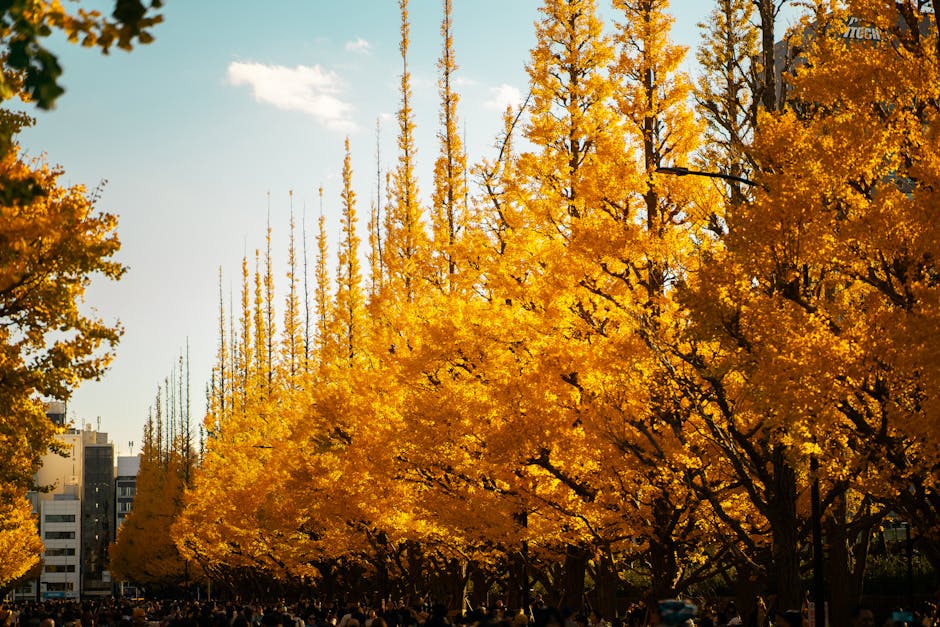 ginkgo biloba tree - Szymon Shields