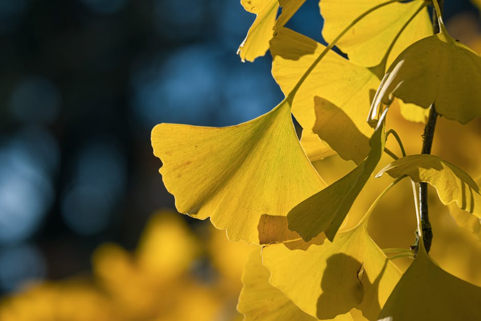ginkgo biloba tree - Ilo Frey