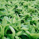 ginseng root plant - Markus Winkler