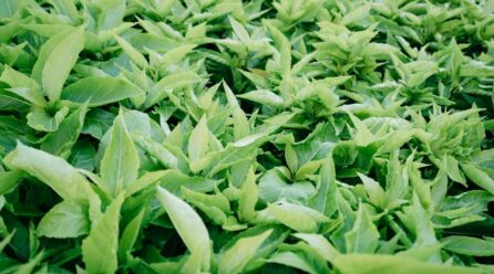 La hierba de Ginseng que revierte el envejecimiento