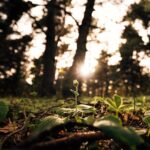 Ginseng root plant - Orhan Pergel