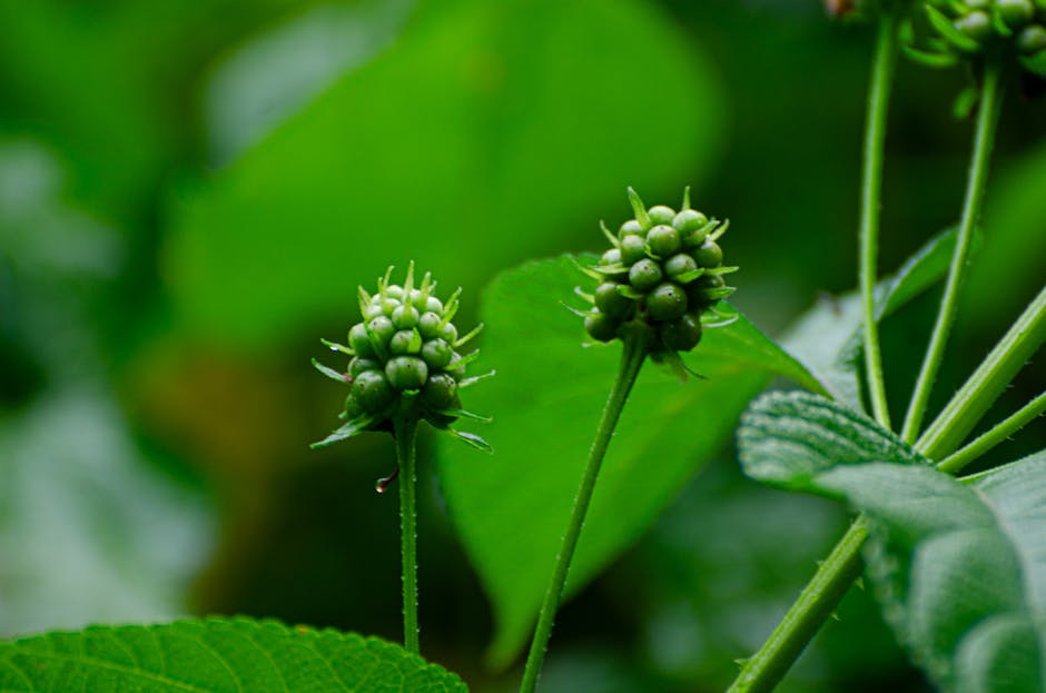 ginseng root plant - William ZALI
