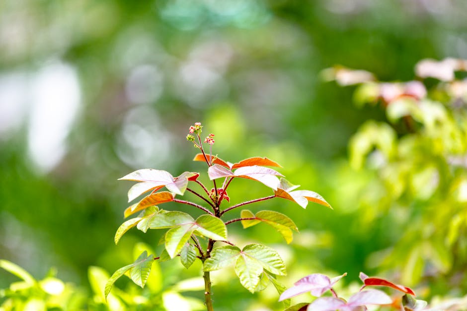 ginseng root plant - Asad Photo Maldives