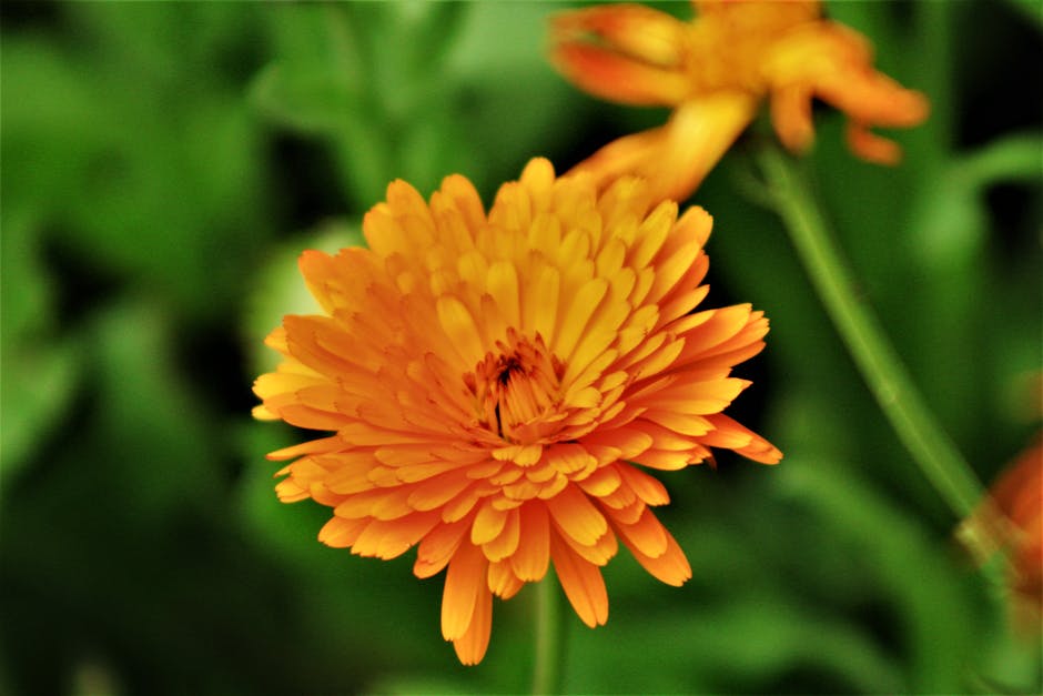 marigold flower herb - Kamal B Nandasena