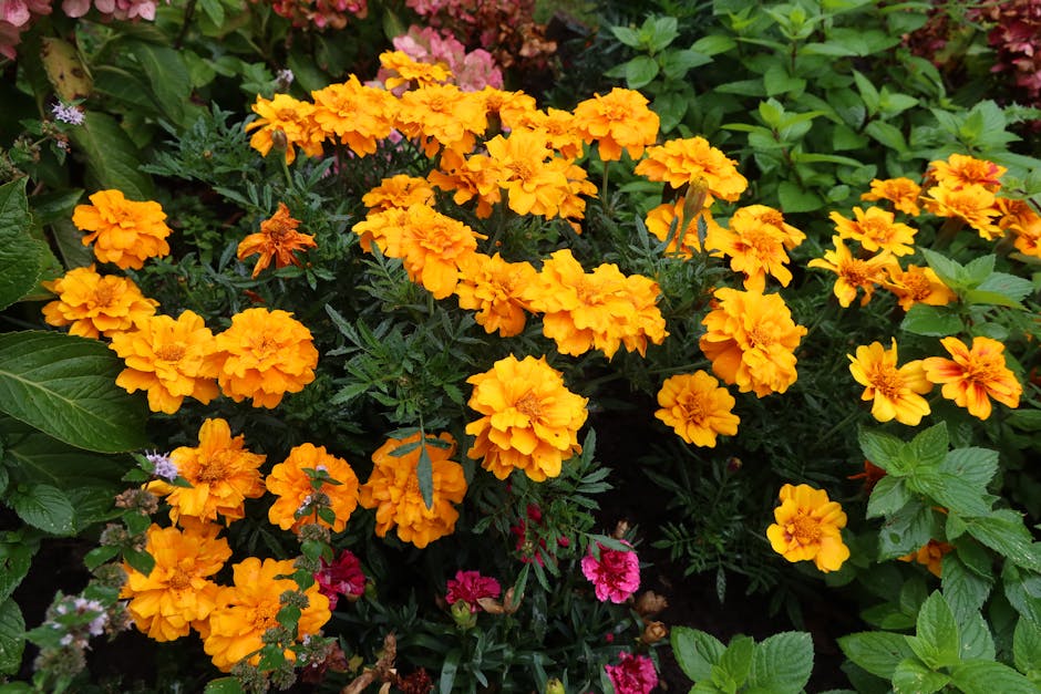 marigold flower herb - Niko D