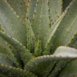 No hay planta mencionada - Magda Ehlers