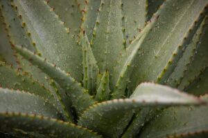 Crea tu propia medicina natural en casa