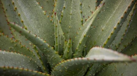 Crea tu propia medicina natural en casa