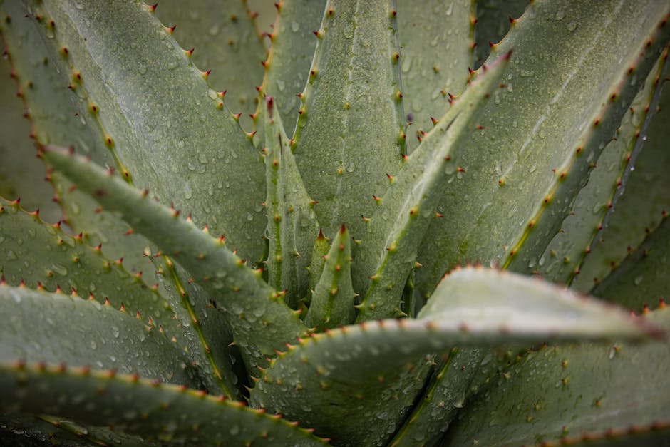 Crea tu propia medicina natural en casa