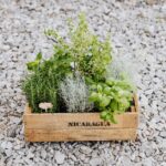 osemary herb plant - www.kaboompics.com