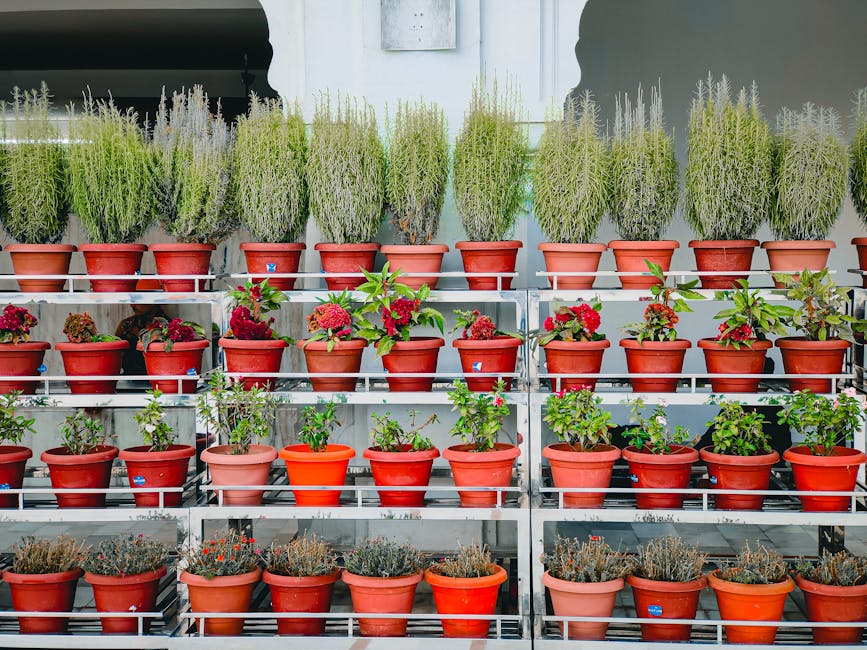 osemary herb plant - dharam veer