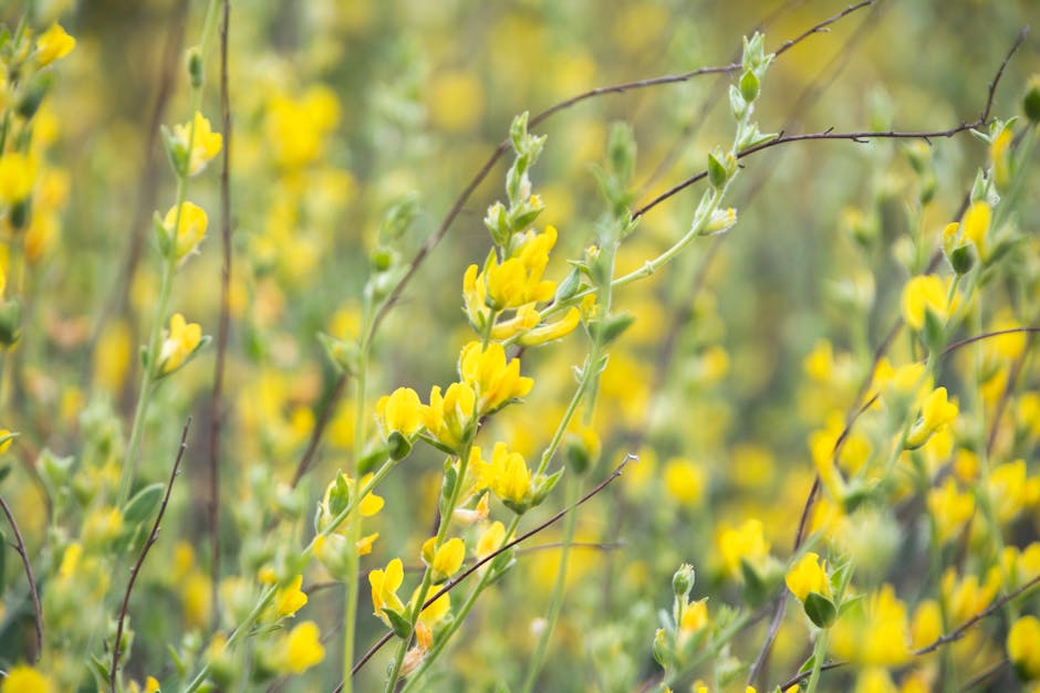 St John's Wort - Enrique
