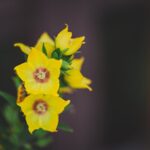 St John's Wort - Julia Filirovska