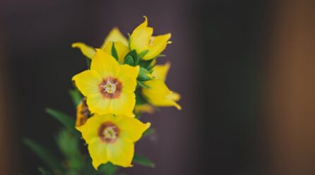 Hierba oculta que cura la depresión