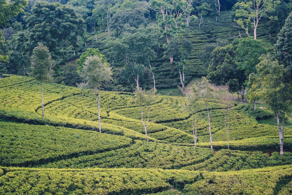tea tree oil - Rashidul Hasan Rafi