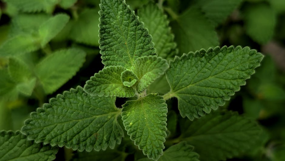 thyme herb plant - F 植生记