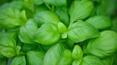 3 beneficios del tomillo para la salud