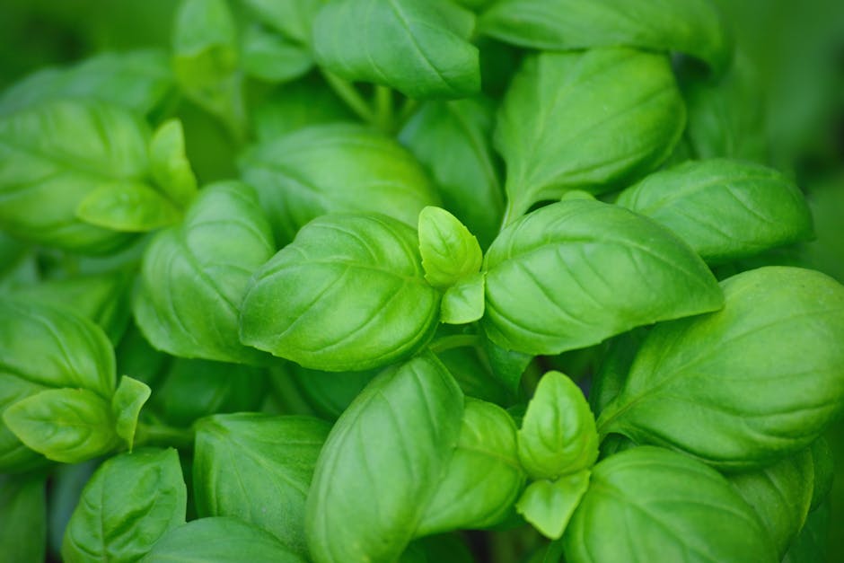 3 beneficios del tomillo para la salud