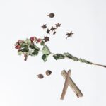 valerian root herb - Skylar Kang