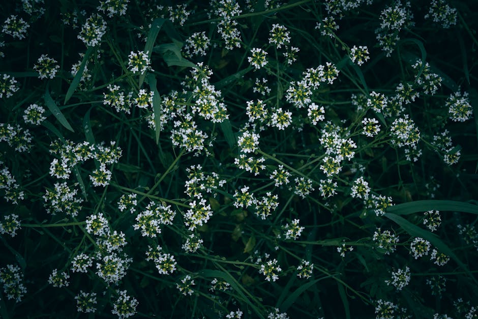 Valerian root plant - Wyxina Tresse