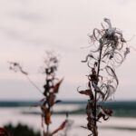 Valerian root plant - cottonbro studio