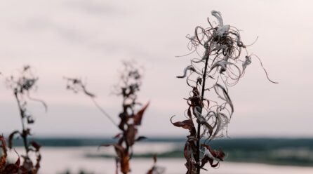 El secreto de la valeriana natural