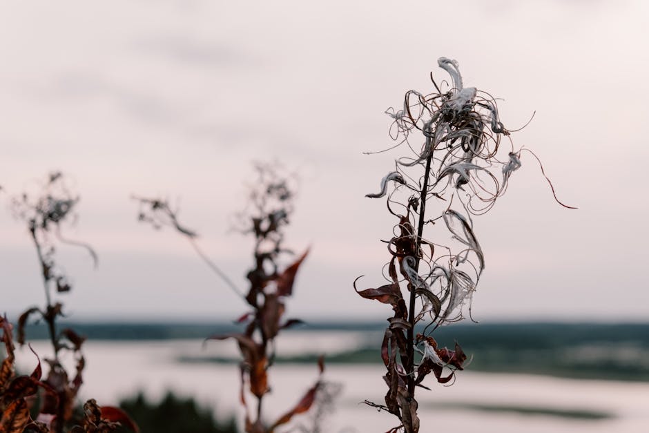 El secreto de la valeriana natural