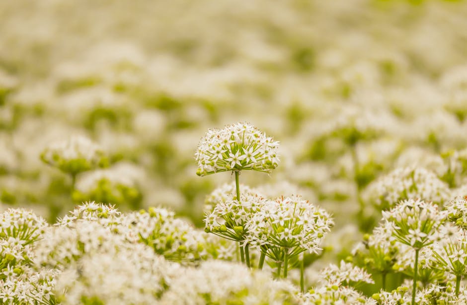 Valerian root plant - SpotwizardLee