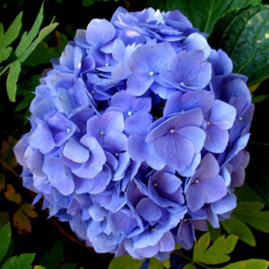 hortensia — El Alquimista Verde