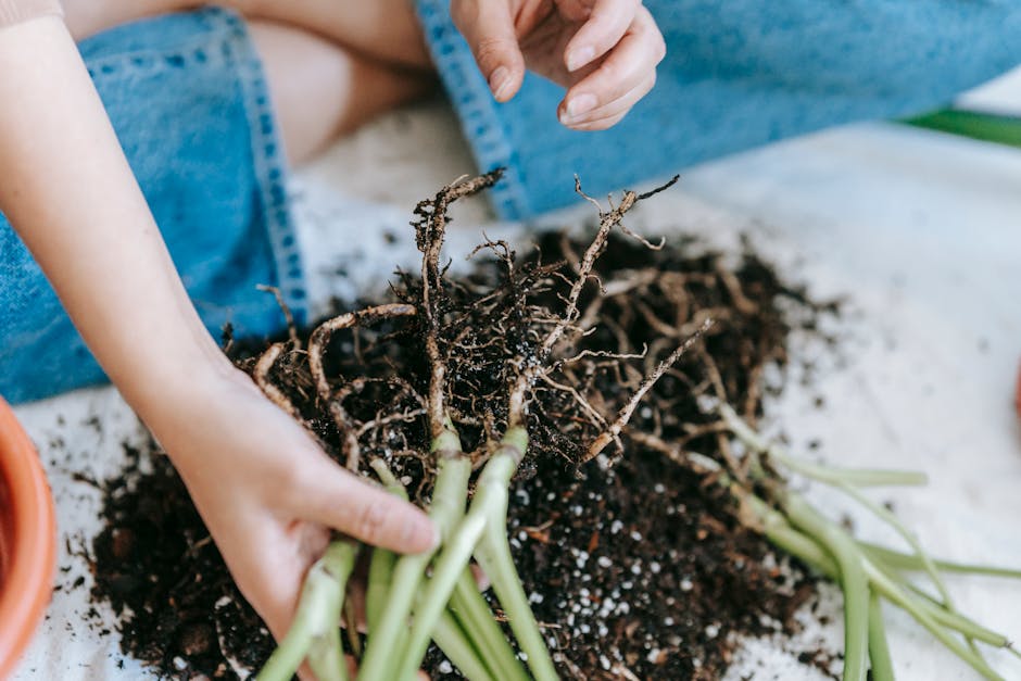 Ashwagandha root — Teona Swift