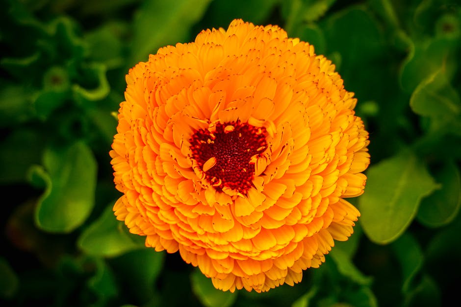 Caléndula → Marigold flowe — SHIVANSHU BHARDWAJ