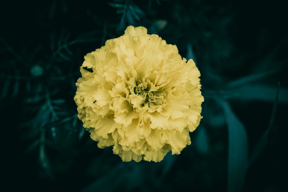 Caléndula → Marigold flowe — Wyxina Tresse