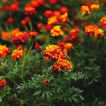 Caléndula → Marigold flowe — Ivan Georgiev