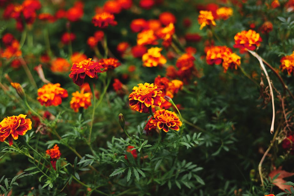 Caléndula → Marigold flowe — Ivan Georgiev