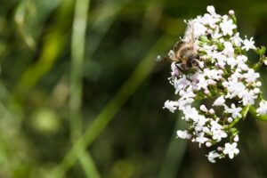 Alerta con el consumo de valeriana pura
