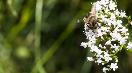 Alerta con el consumo de valeriana pura