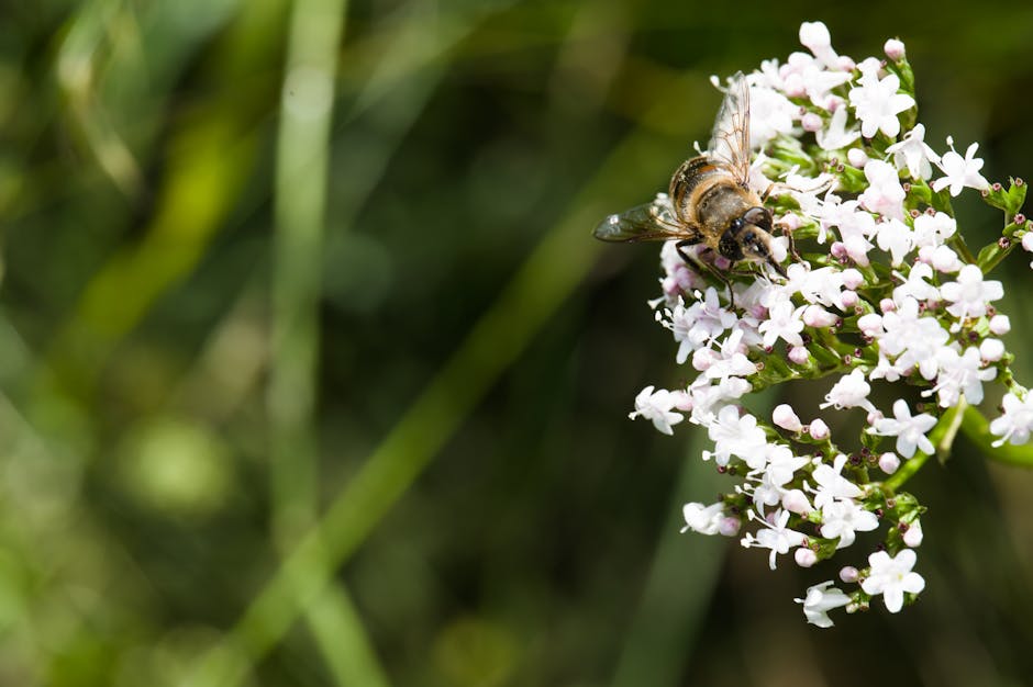 Alerta con el consumo de valeriana pura