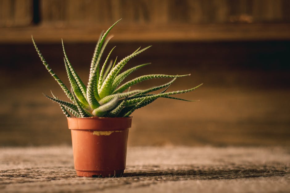 Aloe vera plant — Juliano Couto