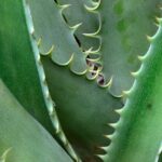 El mito del cuidado del aloe vera descubierto Aloe vera plant — john kokajko