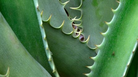 El mito del cuidado del aloe vera descubierto